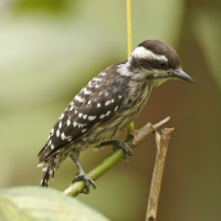 Sunda Pygmy Woodpecker